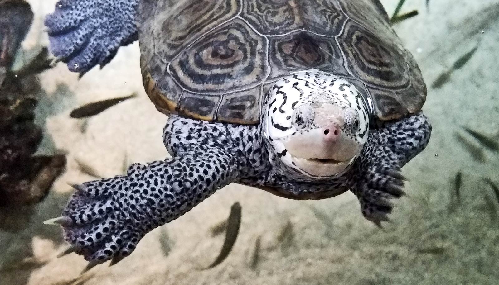 diamondback terrapin