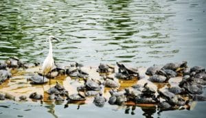 little egret and turtles