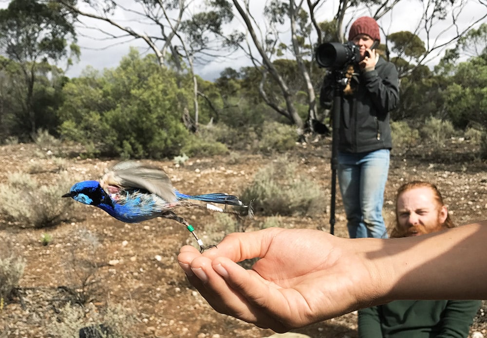 hand releases splendid fairy-wren