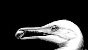 Ichthyornis dispar illustration (bird evolution concept)