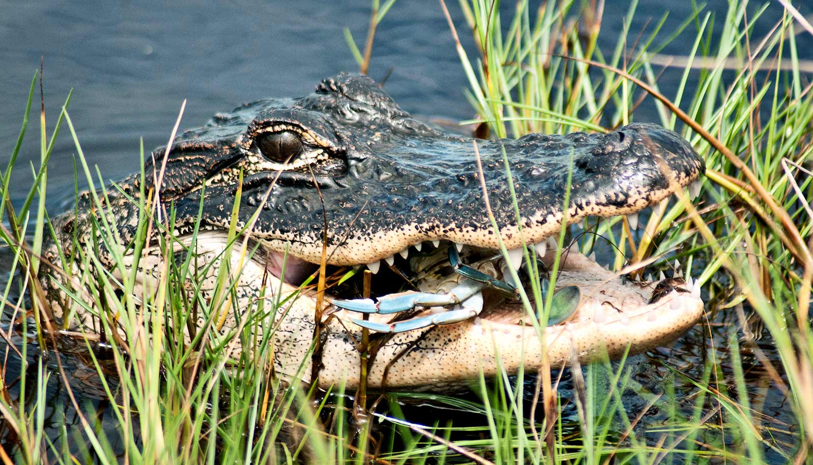 gator eating crab