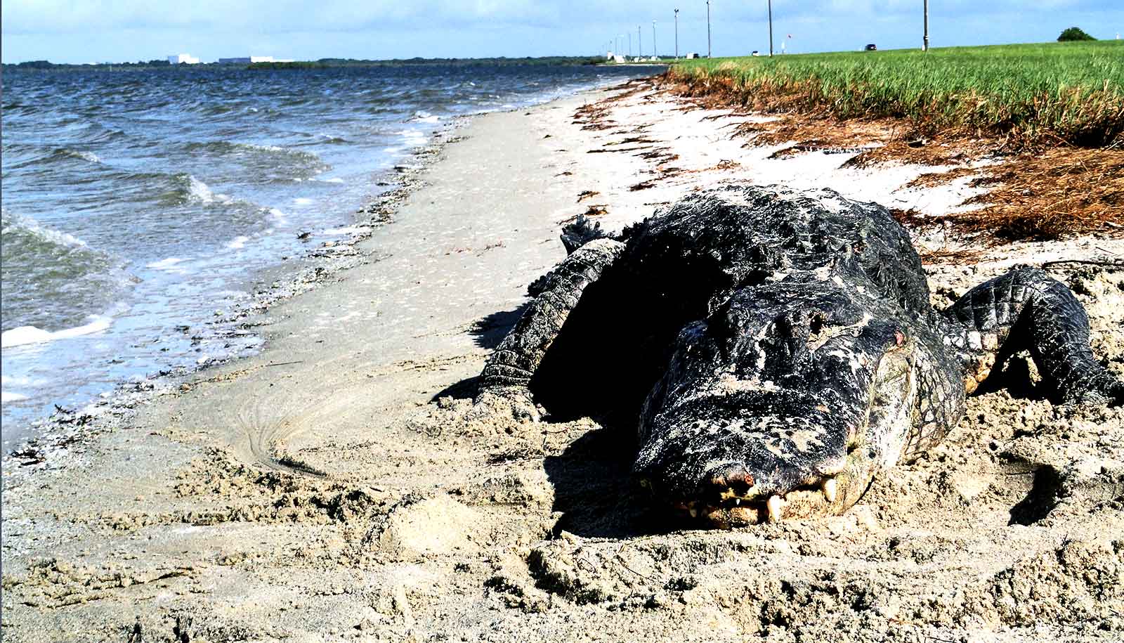 gator on the beach