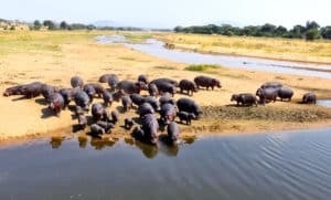 hippos on riverbank