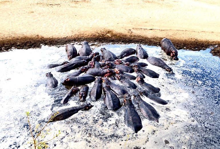 hippos in river