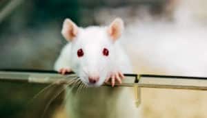 lab rat in a box (Alzheimer's disease concept)