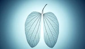 leaves lung transplant concept