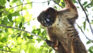 lemur in tree (facial recognition concept)