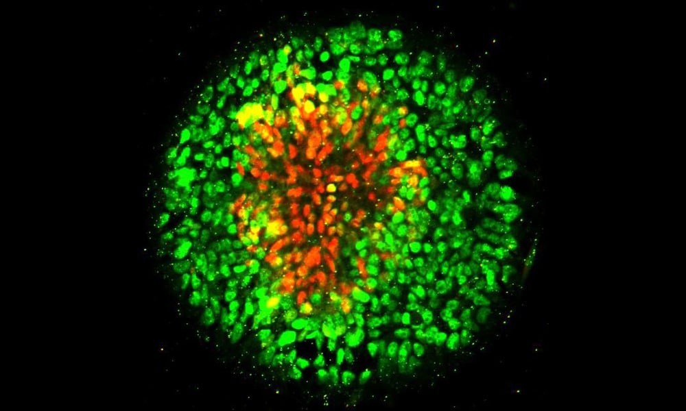 A disc-shaped colony in which neural plate cells are marked by red fluorescent tags, while the neural plate border cells are tagged with green.