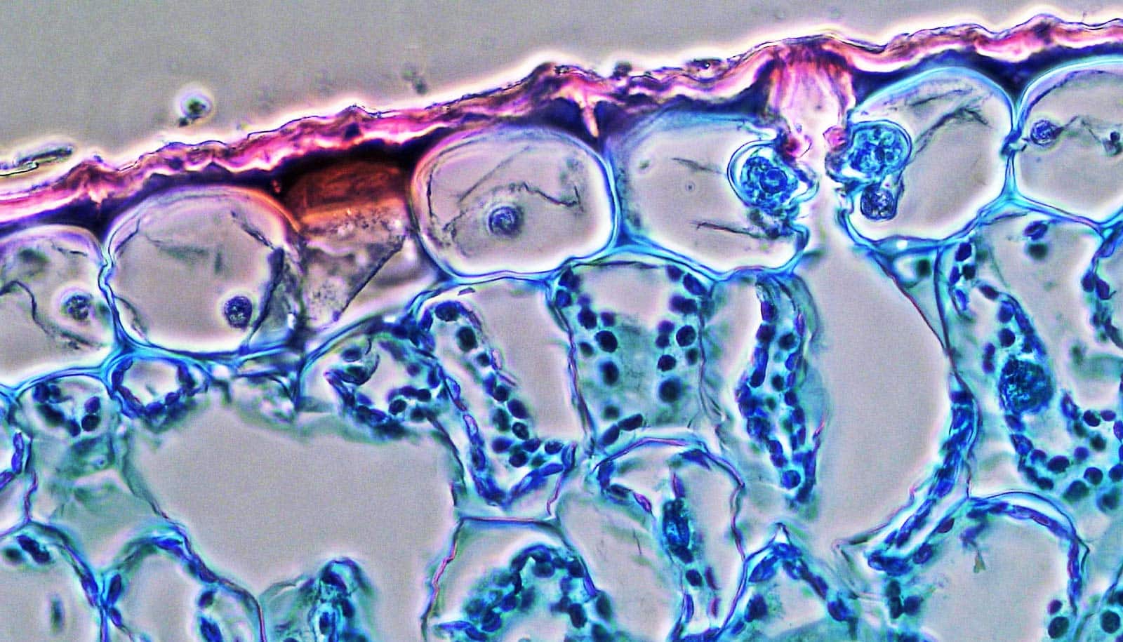 How plants build the tiny pores that release oxygen Futurity