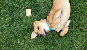 dog rolling on grass