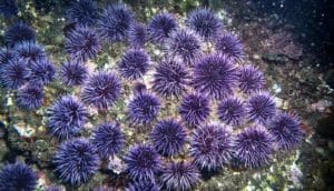 purple sea urchins