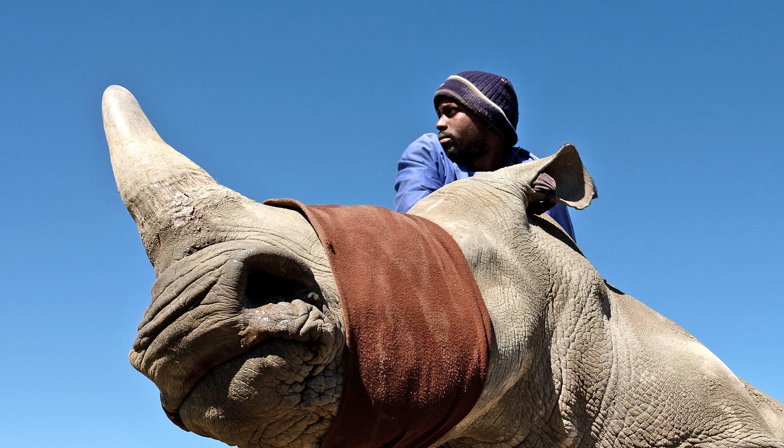 How dying relatives spur market for illegal rhino horn Futurity
