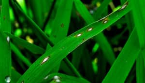 rice blast fungus on leaves