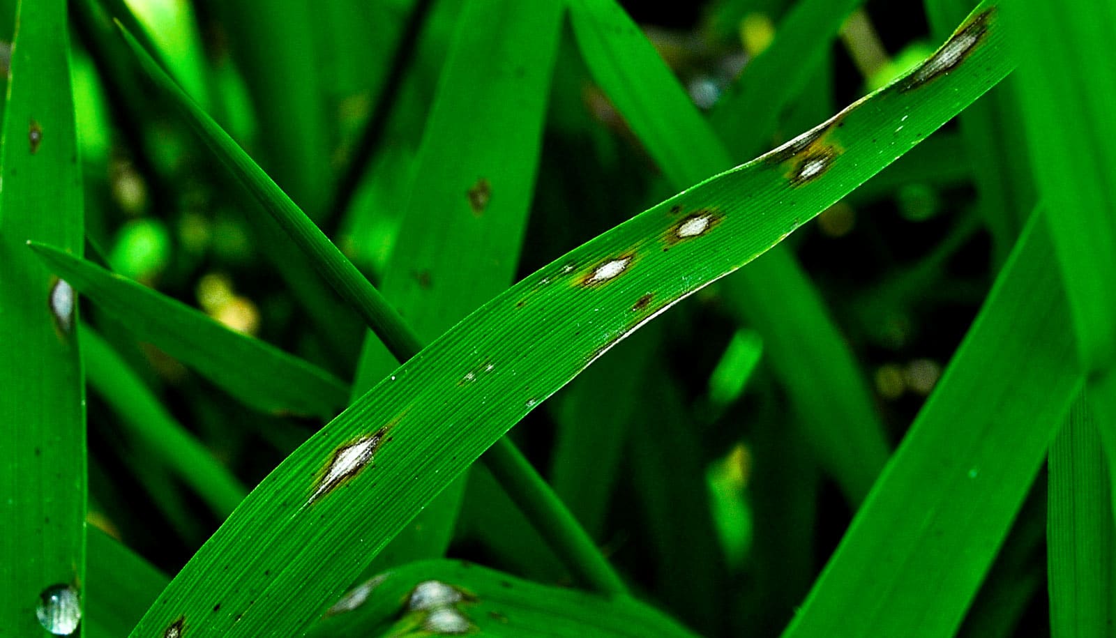 Top American Universities >> Genomes could offer ways to fight 'rice blast' - Futurity Top American Universities >> Genomes could offer ways to fight 'rice blast' - Futurity