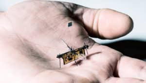robo fly in palm