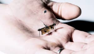 robo fly in palm