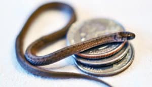 tiny snake on three quarters - coin-toss cheaters concept
