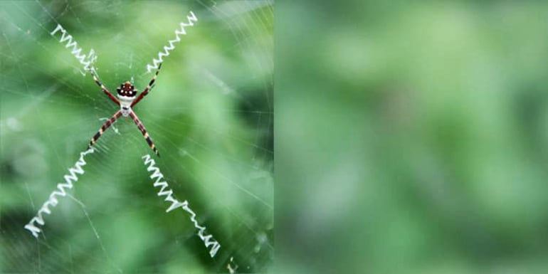 spider web visual acuity comparison