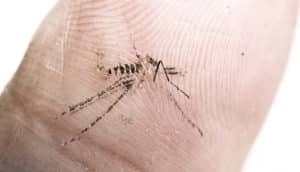 squished mosquito on thumbprint - asymptomatic malaria