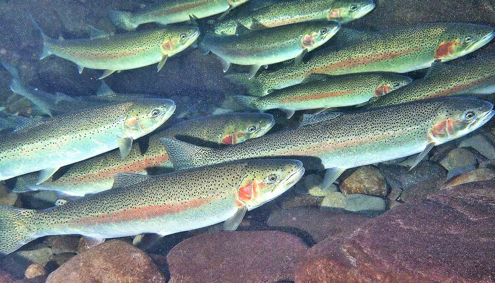 steelhead fish