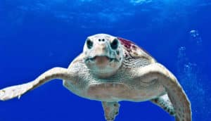 turtle underwater