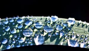 water droplets on leaf (climate concept)