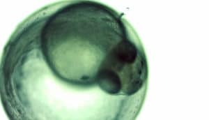 zebrafish embryos - one in green on white