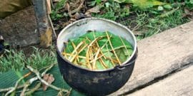 Ayahuasca preparation (psychedelic drugs concept)