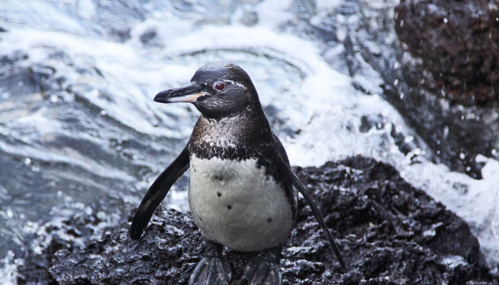 galápagos penguin on rock