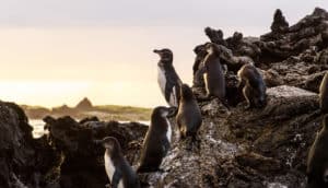 Galápagos penguins on rocks