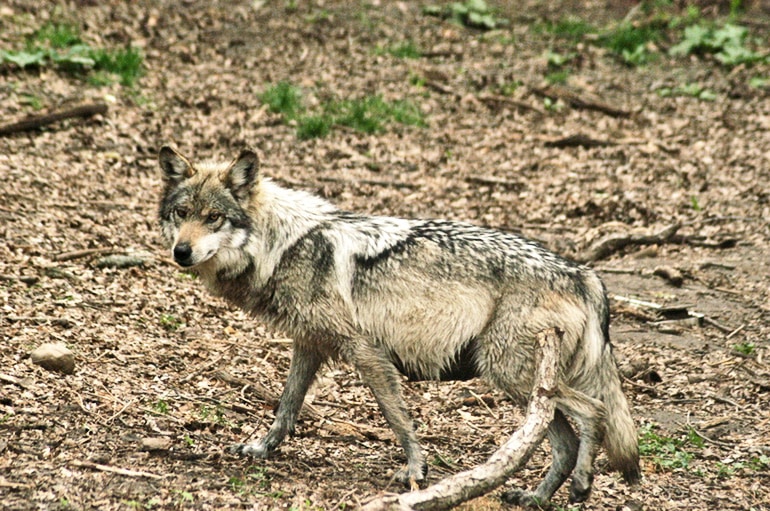 Mexican wolf