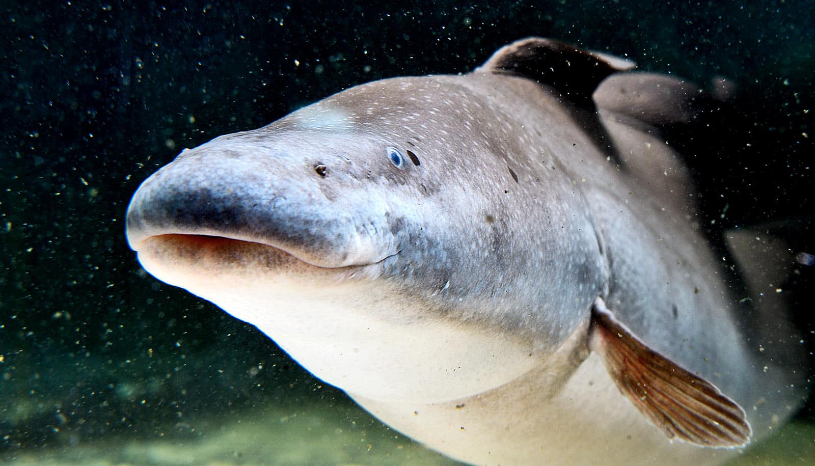 baby whale