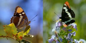two butterfly species