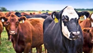 beef cows in a field (food production concept)