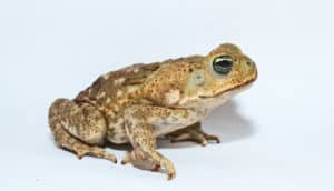 cane toad on white