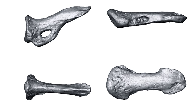 claws 3D models