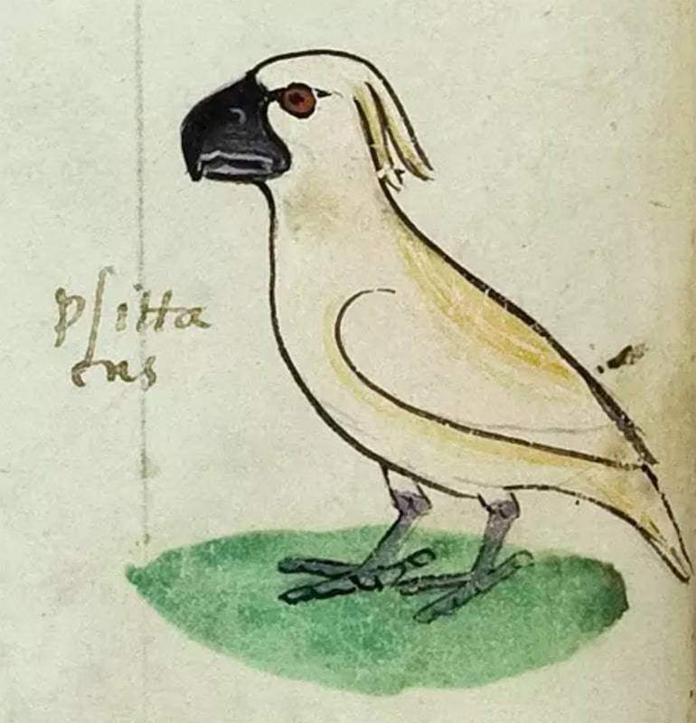 cockatoo from manuscript