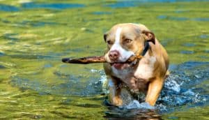 dog with stick in green water