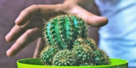 hand about to grab cactus - e-dermis