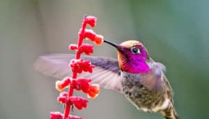 hummingbird at red flower