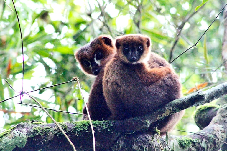 lemur dad and kid