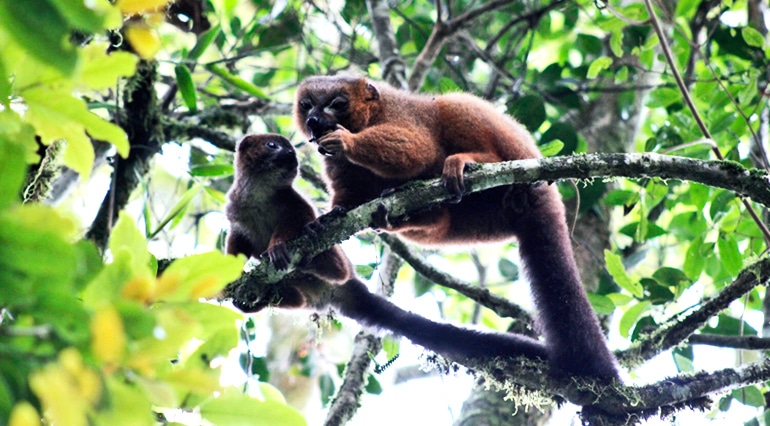 lemur dad and kid