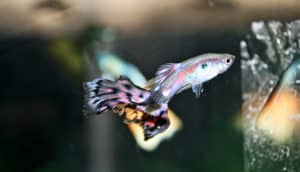 male cobra guppy