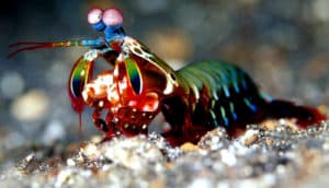 mantis shrimp