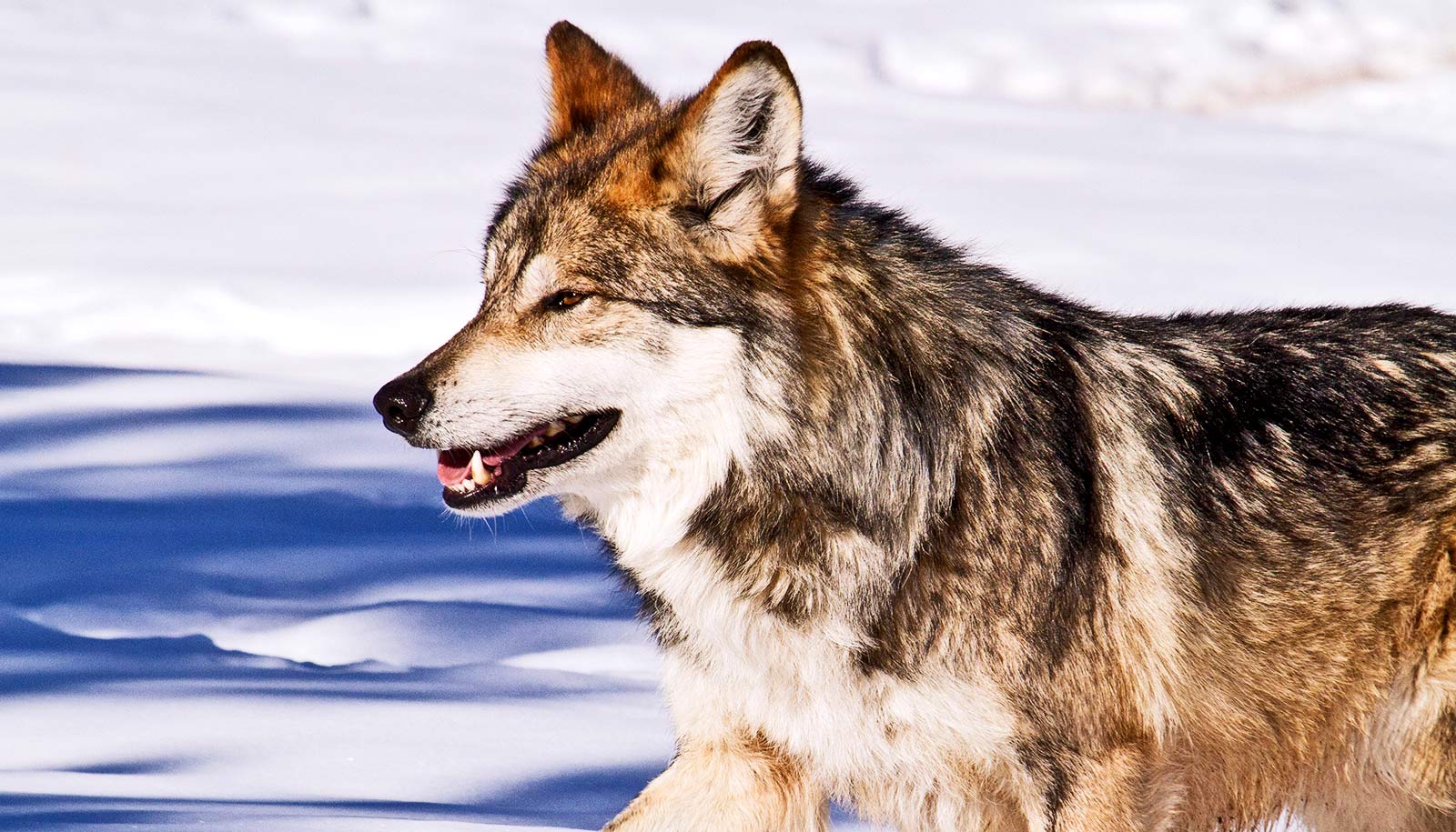 Genome analysis solves Mexican Wolf mystery - Futurity