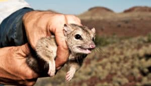 northern quoll in hands