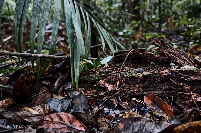 poison dart frog