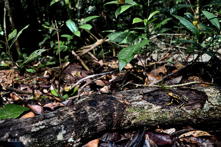 poison dart frog