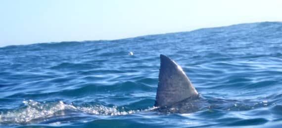 shark fin poking above water