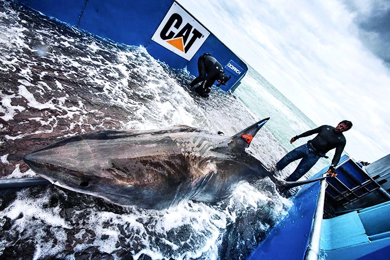 shark tagging